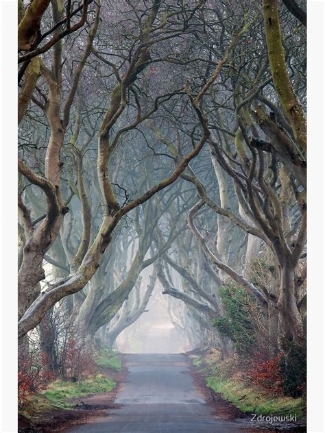 "The Dark Hedges , Ballymoney, Armoy , Co Antrim , Northern Ireland ...