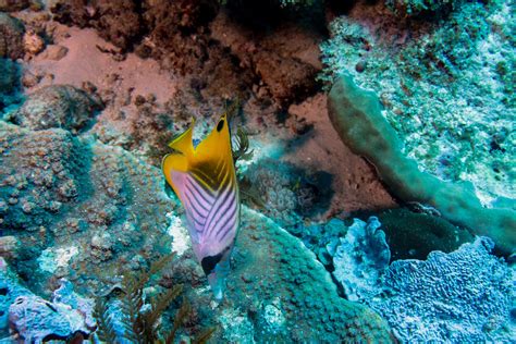 Threadfin Butterflyfish – Facts and Photographs | Seaunseen