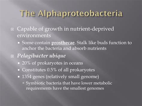 PPT - The Prokaryotes: Bacteria PowerPoint Presentation, free download ...