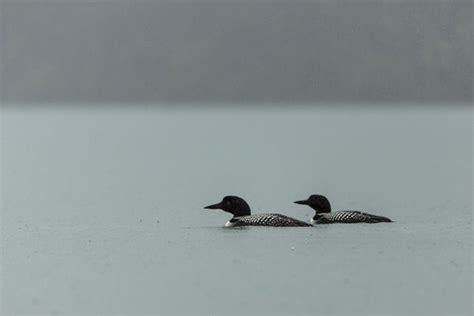 Common Loons Gavia Immer NPS Jacob W Frank GlacierNPS Flickr