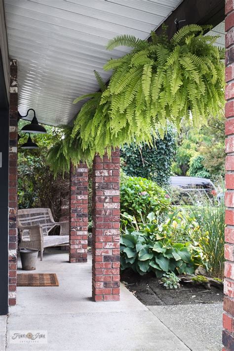 The Art Of Growing Thriving Outdoor Hanging Ferns Ames Farm Center