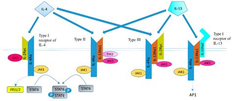 Ijms Free Full Text Possible Roles Of Interleukin And And