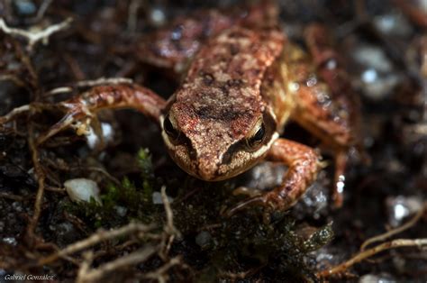 Free Images Nature Wildlife Frog Toad Amphibian Fauna Animals