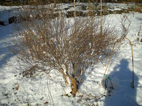 Arctic Willow Archives Henry Homeyer