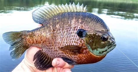 Bluegill Fishing 101: EVERYTHING You Need To Know! | AnglingBuzz