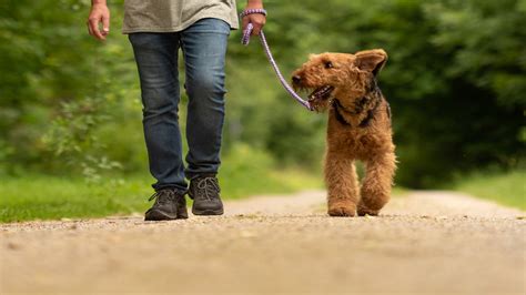 Elezioni Si Pu Andare A Votare Col Cane