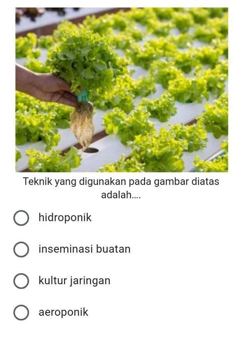 Teknik Hidroponik Dan Aeroponik Jenis Tanaman Yang Cocok Menggunakan