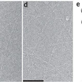 Electron microscopy of complexes.(a–d) Both negative staining (a,b) and... | Download Scientific ...