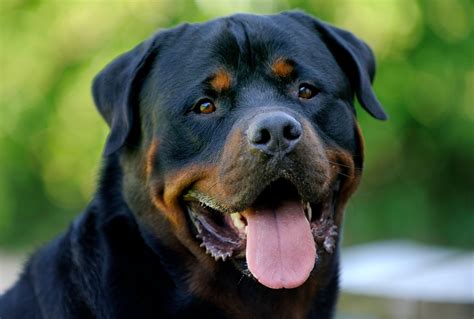 Rottweiler Hd Wallpaper Wallpapersafari