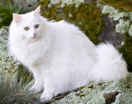 Pink Manx Cat Sitting on Green Floor