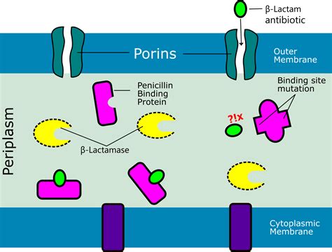 Penicillin Binding Protein