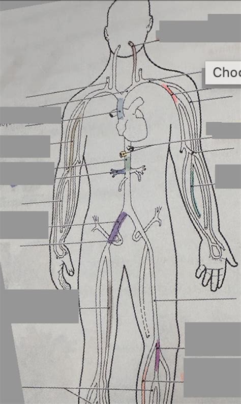 Labeling Veins Diagram Quizlet