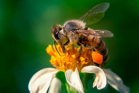 Las abejas están en peligro de extinción Amaresbio