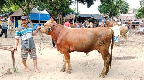 Barang Sepi Harga Murahsapi Bakal Kurban Dan Sapi Jemoko Pasar