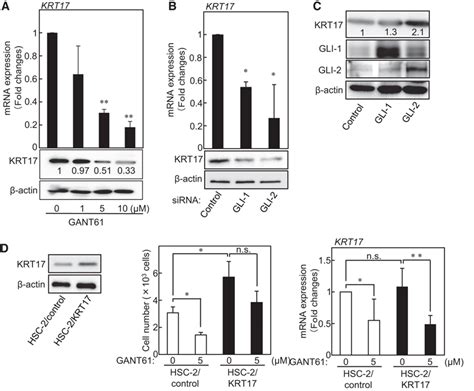 Krt17 Expression Was Dependent On Gli Signaling A B Hsc 2 Cells Were