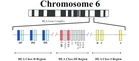 人人学懂免疫学：第十五期免疫学人人mhci类分子细胞内源性抗原 健康界