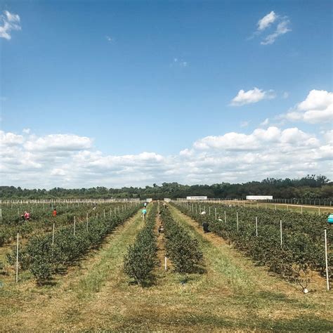 10 Best Fruit Picking Farms In Florida Days Out On The Farm