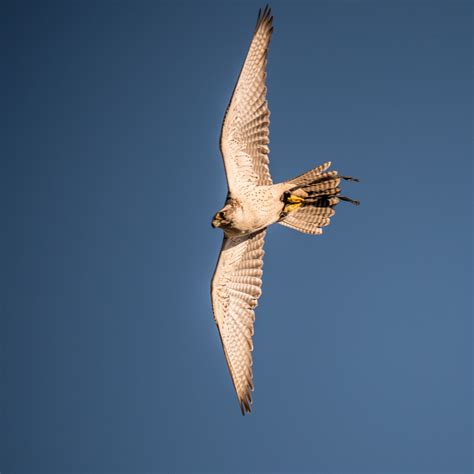 Falke Foto & Bild | tiere, zoo, wildpark & falknerei, vögel Bilder auf ...