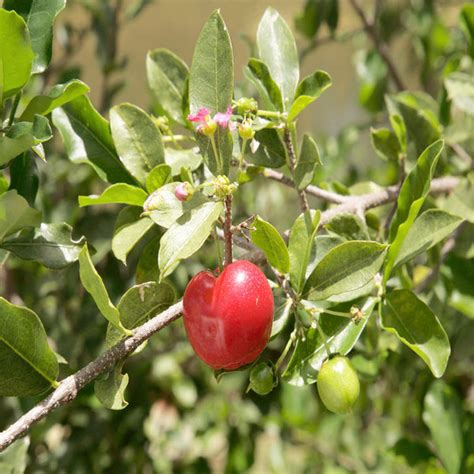 Barbados Cherry -Fruit Plants & Tree – Exotic Space