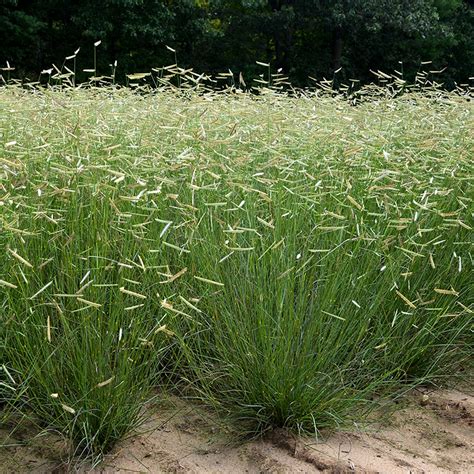 Blue Grama Lawn