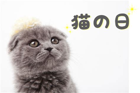 【2021】猫の日はいつ？日本と世界の猫にまつわる記念日・イベントまとめ