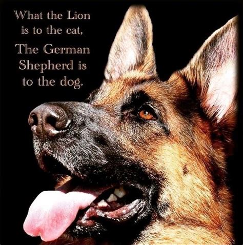 30 Best German Shepherd Quotes And Sayings German Shepherd Quotes