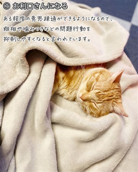 【驚愕】たくさん話しかけられて育った猫はこうなります｜あなたの猫ちゃんはどう？（ねこぞー） エキスパート Yahoo ニュース