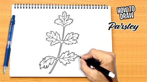 How To Draw Parsley Youtube