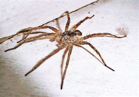 How To Get Rid Of Spiders 7 Important Steps