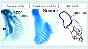 Key Genetic Event Underlying Fin To Limb Evolution Tokyo Tech News