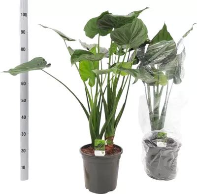 Alocasia Cucullata Olifantsoor 80 Cm Kopen Tuincentrum Osdorp