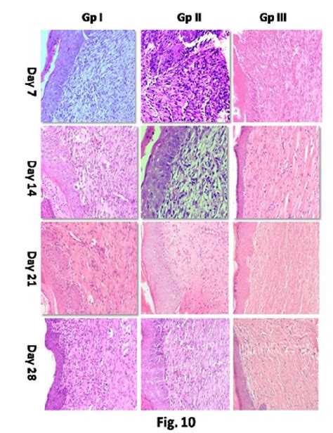 Histological Observation Of Healing Tissue At Different Time Intervals