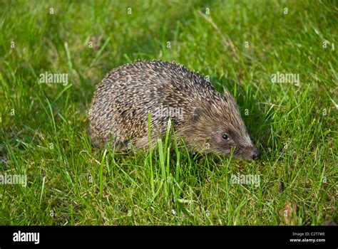 Hedgehog in garden hi-res stock photography and images - Alamy