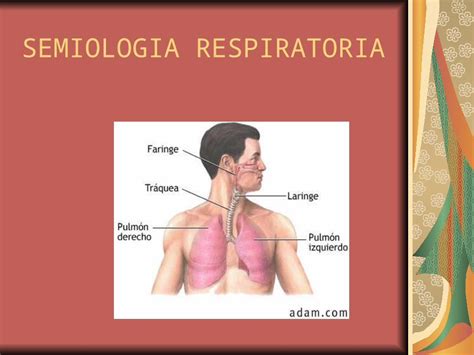 PPT SEMIOLOGIA RESPIRATORIA 1 DOKUMEN TIPS