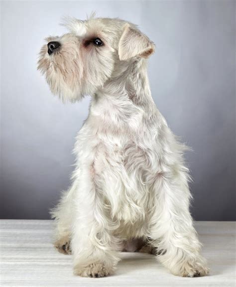 White Miniature Schnauzer Puppy Stock Photo Image 34137284