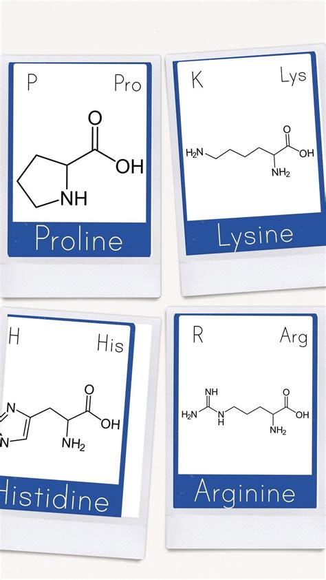 Amino Acid Flashcards Etsy