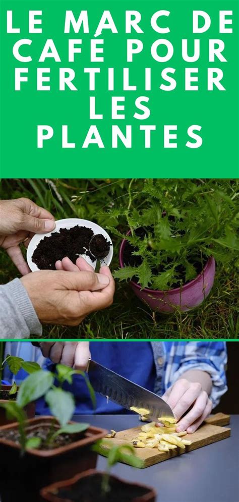 Le Marc De Caf Pour Fertiliser Les Plantes Plante Jardin De L Gumes