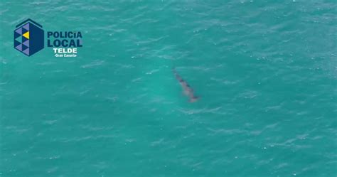 Spanish Police Share Aerial Footage Of Hammerhead Shark Off Gran