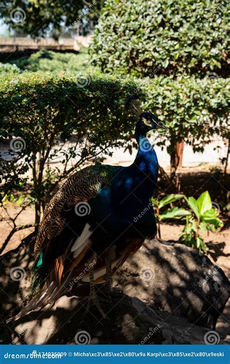 Peacock In The Park Portrait Photo Of Peacock Stock Image Image Of