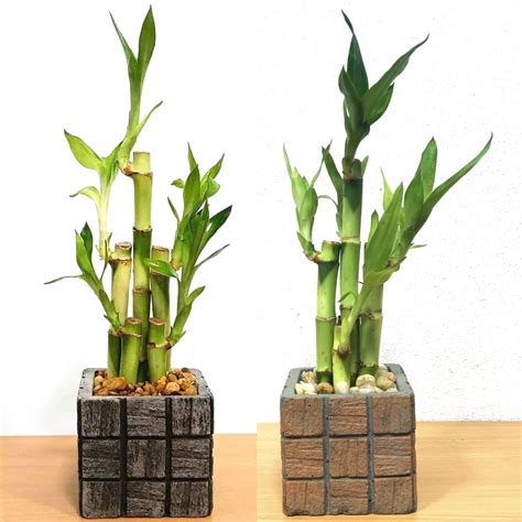 Assorted Tile Square Vase With Lucky Bamboo Stalks Pack