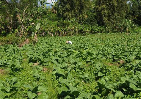 Ramban Hidangan Dari Rumput Khas Temanggung Halaman 1