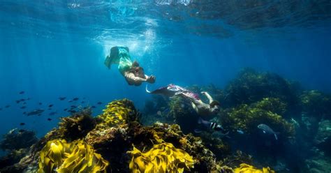 Mermaids Have Been Spotted Off The Coast Of Aotearoa New Zealand