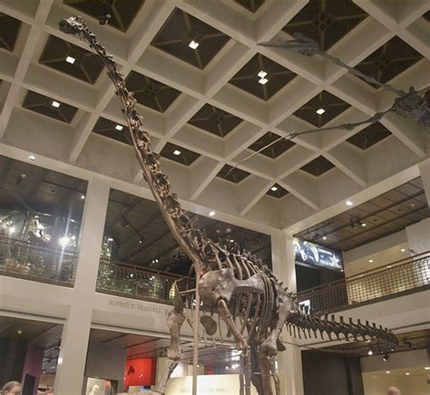 Diplodocus skeleton - DinoPit