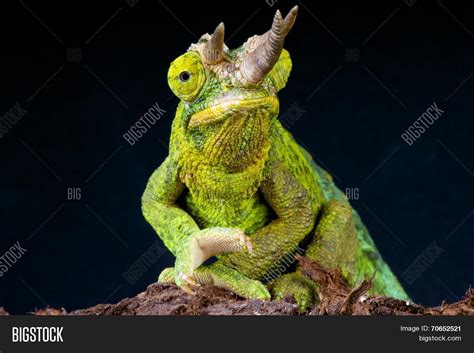 Jackson's Chameleon / Image & Photo (Free Trial) | Bigstock