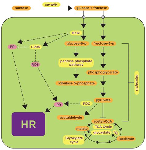 Frontiers Regulation Of Primary Plant Metabolism During Plant