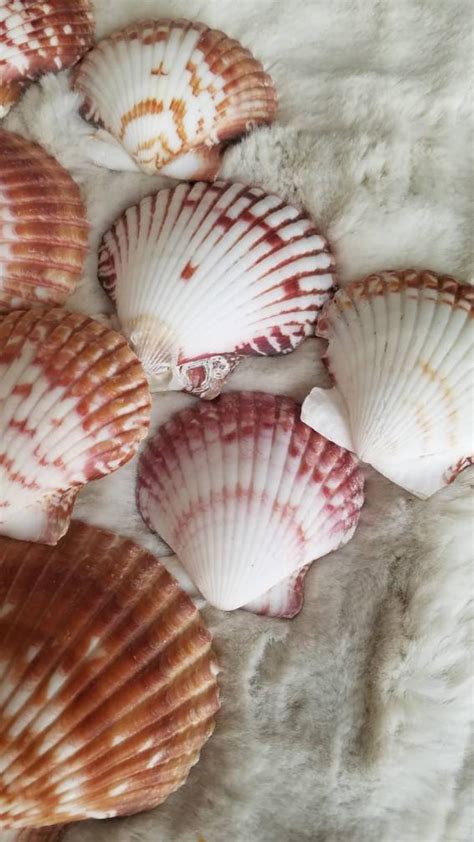 16 Calico Atlantic Ocean Scallop Shells Etsy