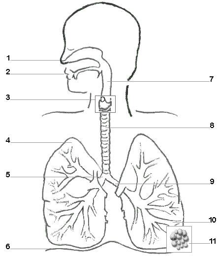 Blank Diagrams Of The Respiratory System Respiratory Unlabel