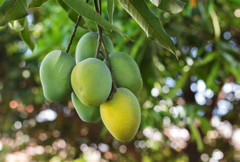 Kisah Di Balik Arti Mimpi Melihat Buah Mangga Di Pohon Yang Perlu Diketahui