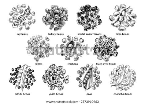 222 Lima Bean Stock Vectors and Vector Art | Shutterstock