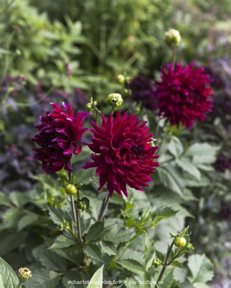 Dark red dahlias – Garden Flow